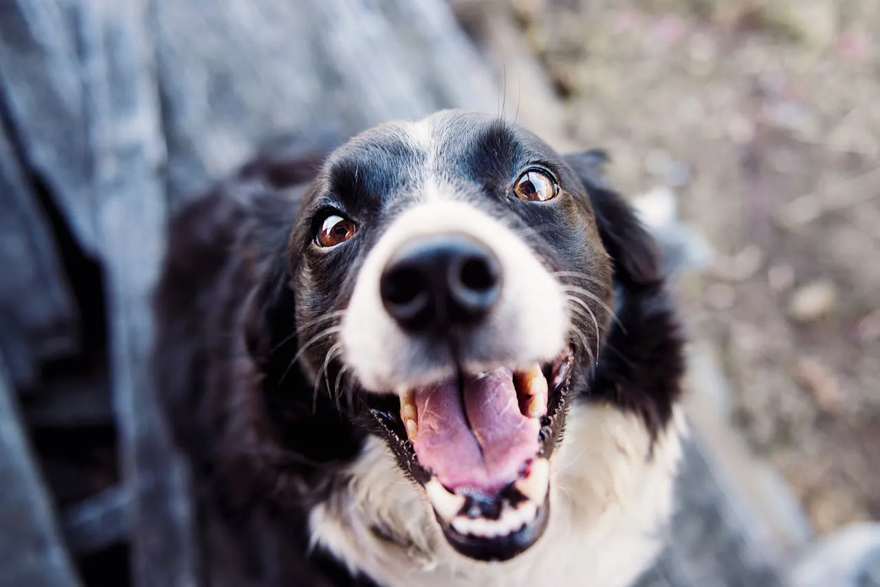 A smiling black and white dog looking up at the camera.