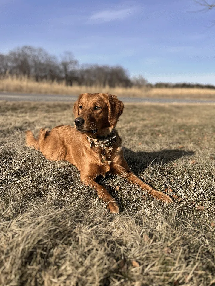 Golden retriever laying in a field with a road and blue sky behind.