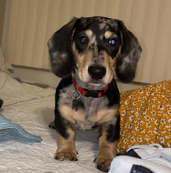 Small dog, Diesel, playing on a bed.